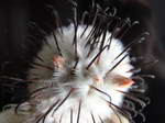 Mammillaria perez-delarosae