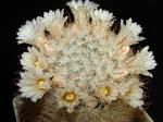 Mammillaria pennispinosa