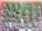 посевы кактусов