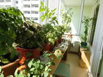 коллекция кактусов и других растений