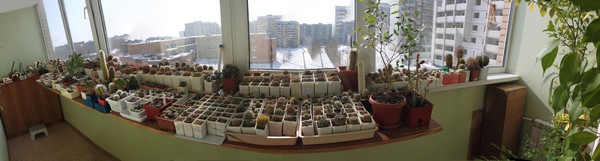 балкон с кактусами