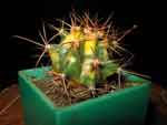 Ferocactus acanthodes variegata