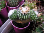 Notocactus scopa cv. mutante cristata