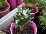 Ariocarpus trigunus