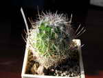Echinofossulocactus othoterenaus