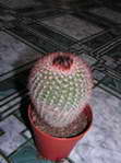 Notocactus sp