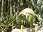 Echinocactus grusonii и Notocactus Leninghausii