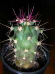 Ferocactus rectispinus