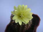 Mammillaria ernestii