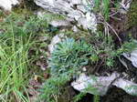 Saxifragaea paniculata