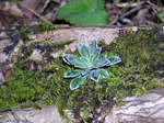 Saxifragaea paniculata  