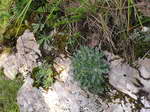 Saxifragaea paniculata