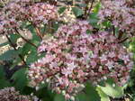 Hawortia nigra "coriaceae"