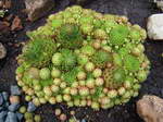 Hawortia truncata